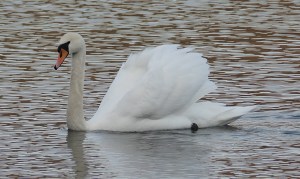 Loweswater Mute Swan, January 2021